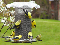 Thistle Feeders