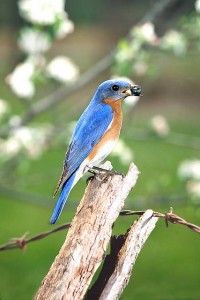 bluebird houses