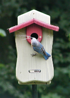 bluebird houses