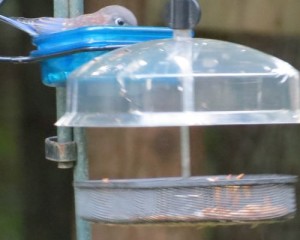 Mealworm Feeder – Unique Birdhouse Boutique